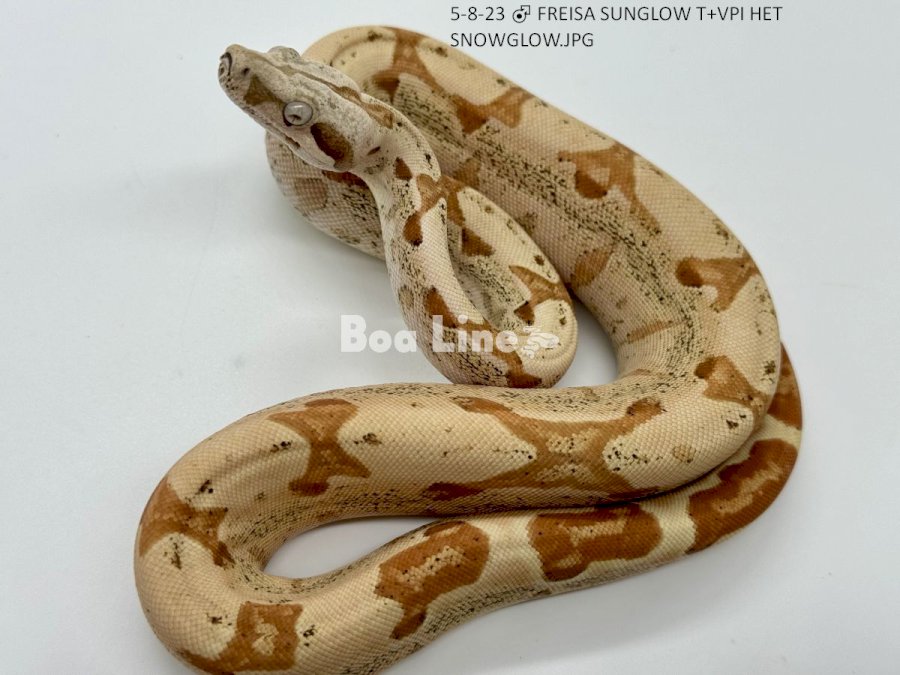  FREISA SUNGLOW T+VPI HET SNOWGLOW